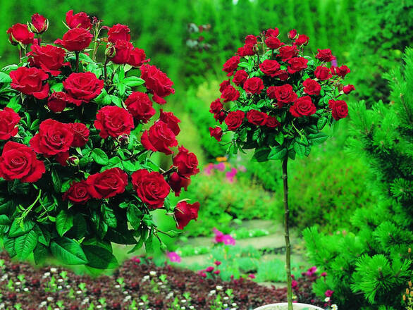  Róża Pienna 'Rosa' Bordowa  / I gatunek 2 oczka  - zdjęcie główne