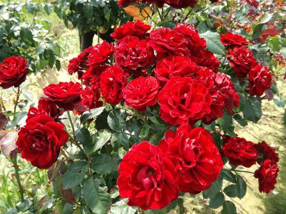  Róża Pienna 'Rosa' Czerwona - zdjęcie główne
