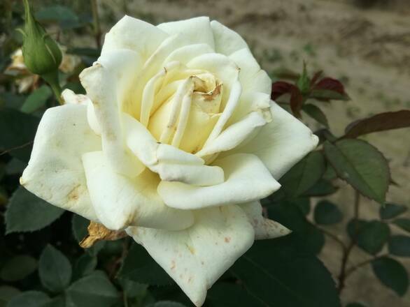 Róża Pienna 'Rosa' Ecri - zdjęcie główne