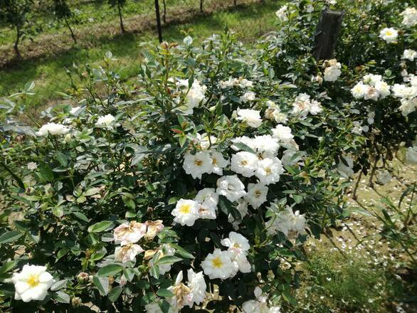  Róża Pienna 'Rosa' Biała Mini - zdjęcie główne
