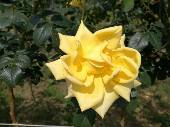  Róża Pienna 'Rosa' Żółta Szlkowata - zdjęcie główne