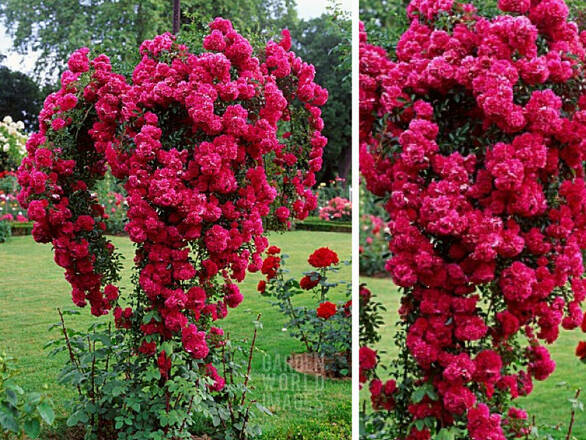  Róża Pienna 'Rosa'  Zwisająca Czerwona Premium - zdjęcie główne