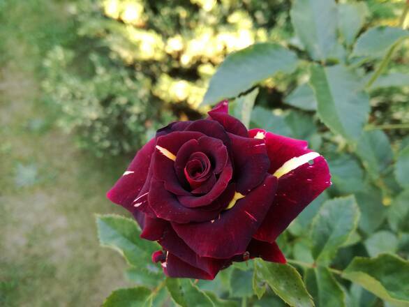  Róża Pienna 'Rosa' Bordowa - Centkowana - zdjęcie główne