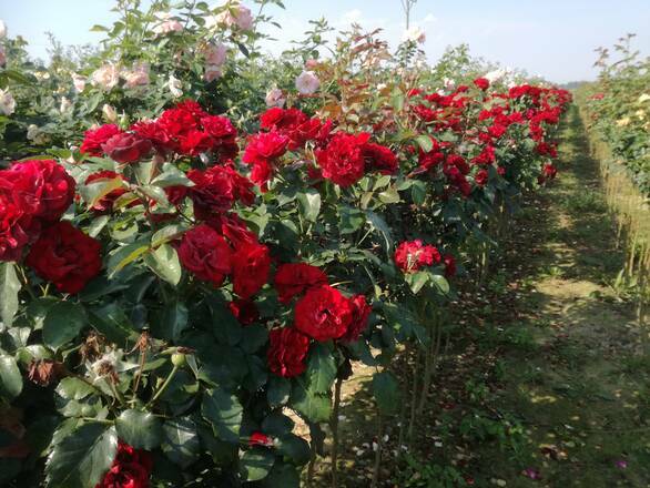  Róża Pienna 'Rosa' Czerwona Wielkokwiatowa - zdjęcie główne