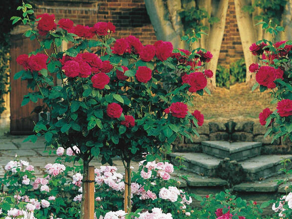  Róża Pienna 'Rosa' Bordowa   - zdjęcie główne