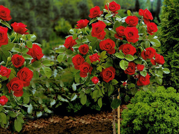  Róża Pienna 'Rosa' Czerwona Mini - zdjęcie główne