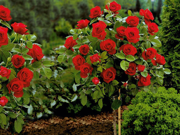 Róża Pienna 'Rosa' Czerwona Mini - zdjęcie główne