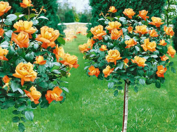  Róża Pienna 'Rosa' Pomarańczowa  - zdjęcie główne