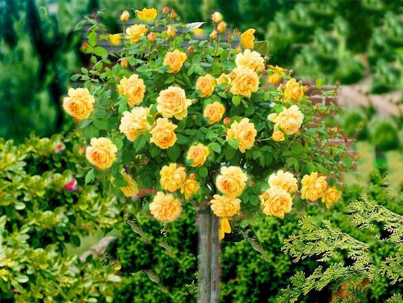  Róża Pienna 'Rosa' Żółta - zdjęcie główne