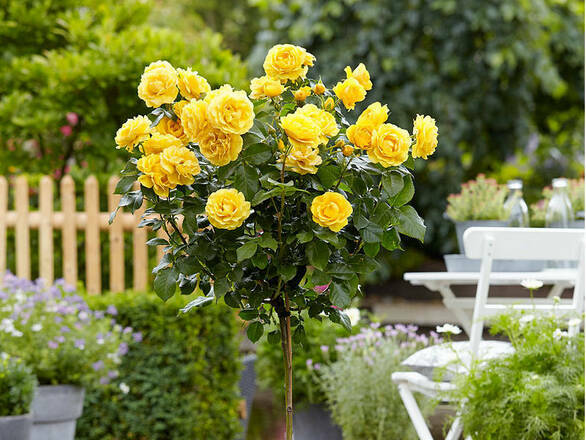  Róża Pienna 'Rosa' Żółta Duży Kwiat - zdjęcie główne