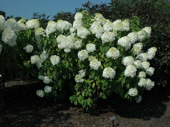  Hortensja Bukietowa 'Hydrangea panikulata' Phantom C2 - zdjęcie główne