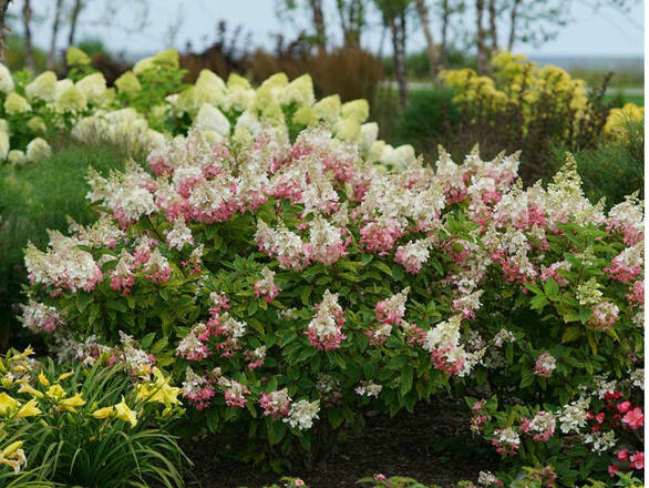  Hortensja Bukietowa 'Hydrangea panikulata' Pinki Winki C2 - zdjęcie główne