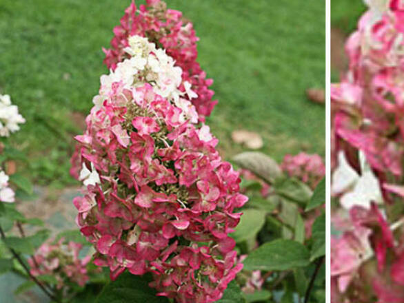  Hortensja Bukietowa 'Hydrangea panikulata' Mega Mindy C2  - zdjęcie główne