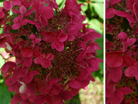 Hortensja Bukietowa 'Hydrangea panikulata' Wims Red C2 - zdjęcie główne