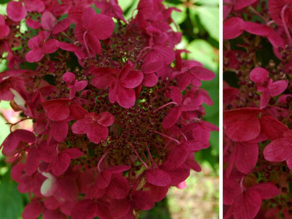  Hortensja Bukietowa 'Hydrangea panikulata' Wims Red C2   - zdjęcie główne