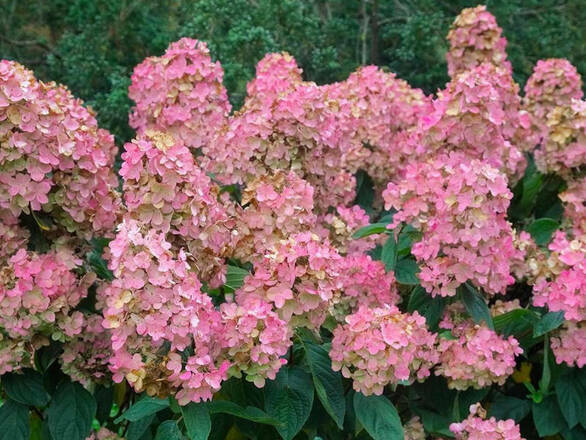  Hortensja Bukietowa 'Hydrangea panikulata' Diamond C2    - zdjęcie główne