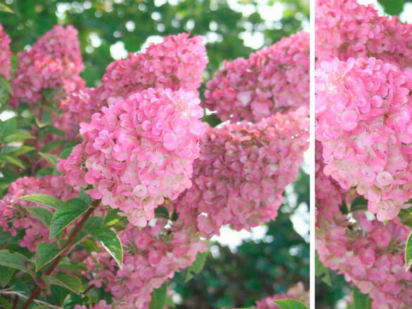 Hortensja Bukietowa 'Hydrangea panikulata' Sudacie Frais C2 - zdjęcie główne