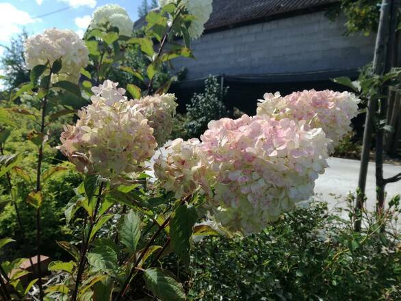 Hortensja Bukietowa 'Hydrangea panikulata' Biało-Różowa - zdjęcie główne