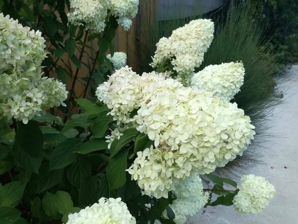  Hortensja Bukietowa 'Hydrangea panikulata' Biała  Mega Stożek  - zdjęcie główne