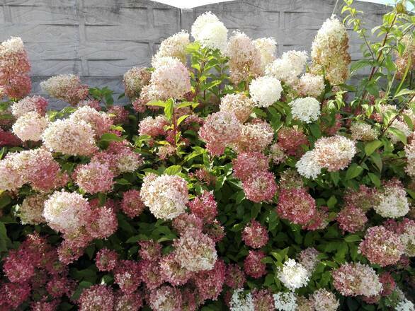  Hortensja Bukietowa 'Hydrangea panikulata' Biało-Różowa Stożek - zdjęcie główne