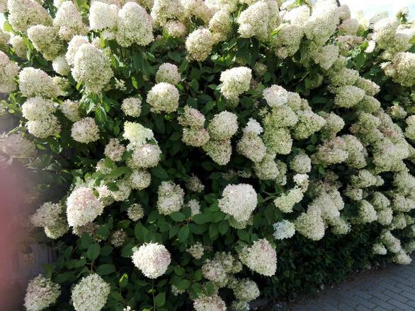  Hortensja Bukietowa 'Hydrangea panikulata' Ściana Białych Kwiatów  - zdjęcie główne