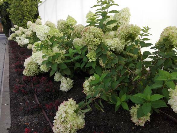 Hortensja Bukietowa 'Hydrangea panikulata' Biało Różowa Rabatowa - zdjęcie główne