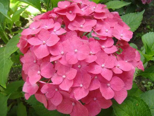 Hortensja Piłkowana 'Hydrangea macrophylla' Leuchtfeuer - zdjęcie główne