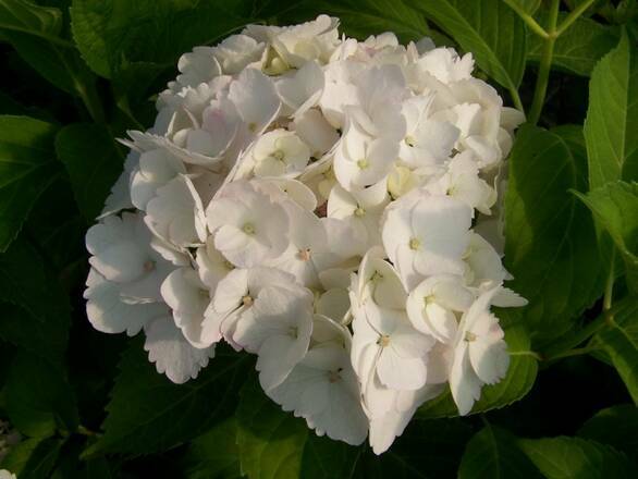  Hortensja Piłkowana 'Hydrangea macrophylla' Madame Emile - zdjęcie główne