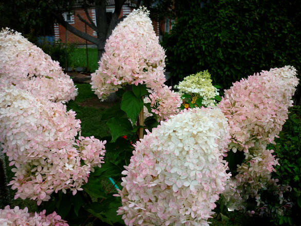  Hortensja Bukietowa 'Hydrangea panikulata' Phantom - zdjęcie główne