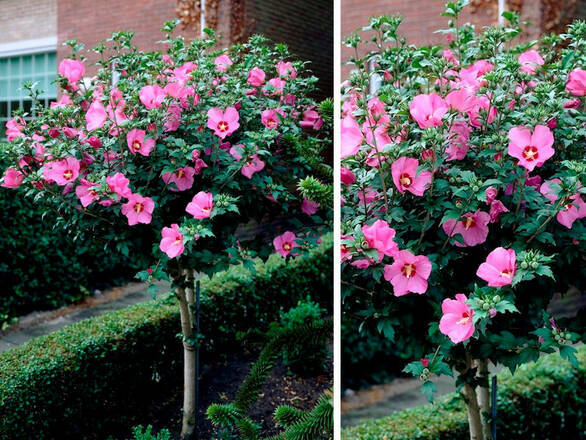  Hibiskus Na Pniu 'Hibiscus' Różowy - zdjęcie główne