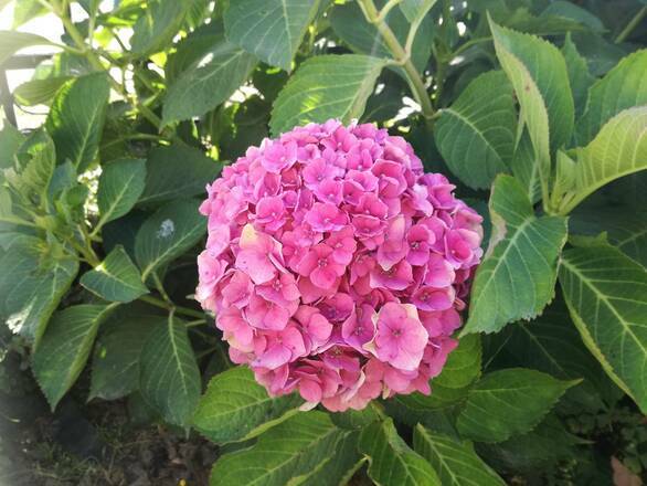 Hortensja Ogrodowa 'Hydrangea macrophylla' Mega Różowe Kule - zdjęcie główne