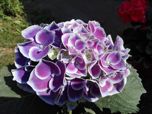  Hortensja Ogrodowa 'Hydrangea macrophylla' Fioletowa Z Obwódką - zdjęcie główne