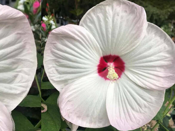  Hibiskus Bagienny 'Hibiscus moscheutos' Biały - zdjęcie główne