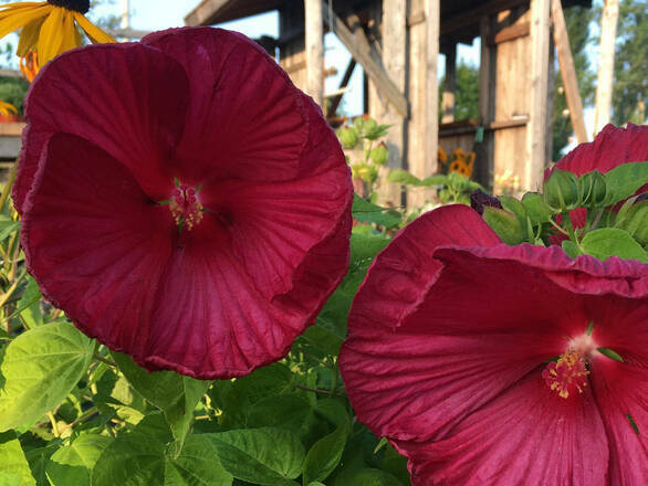 Hibiskus Bagienny 'Hibiscus moscheutos' Czerwony - zdjęcie główne