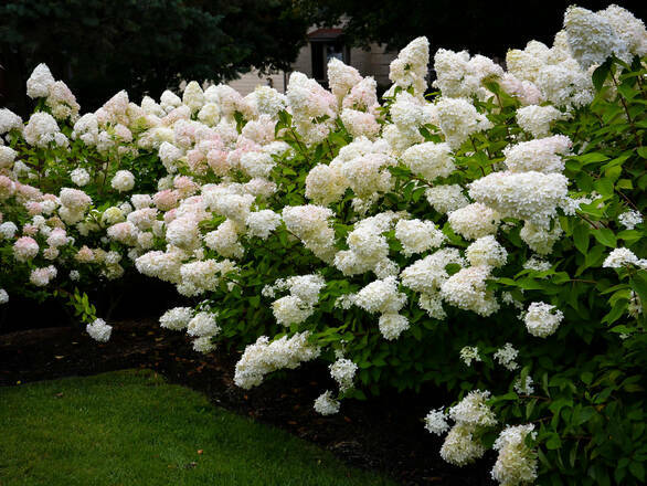  Hortensja Bukietowa 'Hydrangea panikulata' Bonshel - zdjęcie główne