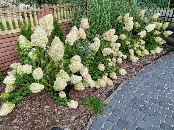 Hortensja Bukietowa 'Hydrangea panikulata' Polar Bear - zdjęcie główne