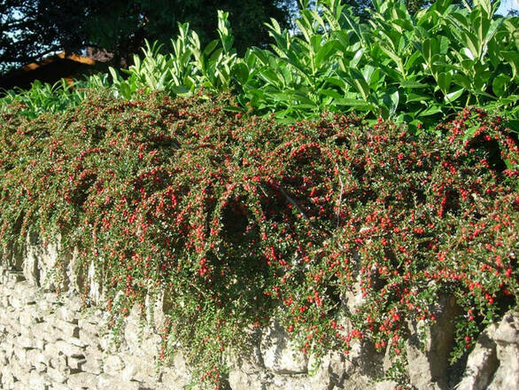  Irga 'Cotoneaster' Horizontalis - zdjęcie główne