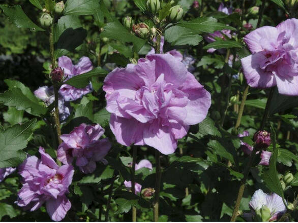 Hibiskus 'Hibiscus' Ardenas - zdjęcie główne