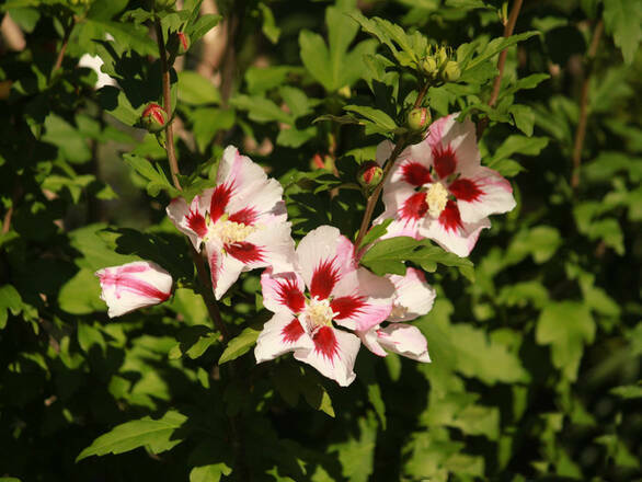 Hibiskus 'Hibiscus' Hamabo - zdjęcie główne