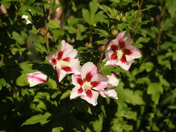  Hibiskus 'Hibiscus' Hamabo - zdjęcie główne