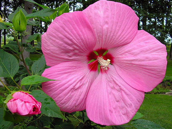  Hibiskus 'Hibiscus' Pink Giant - zdjęcie główne