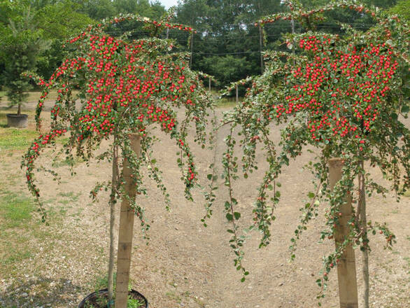 Irga 'Cotoneaster' Szczepiona Na Pniu - zdjęcie główne