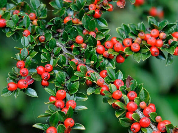 Irga 'Cotoneaster' Płożąca - zdjęcie główne