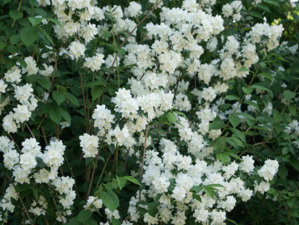  Jaśmin 'Jasminum'  Pachnący Virginal - zdjęcie główne