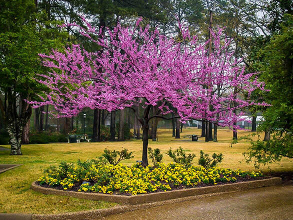  Judaszowiec Kanadyjski 'Cercis canadensis' - zdjęcie główne