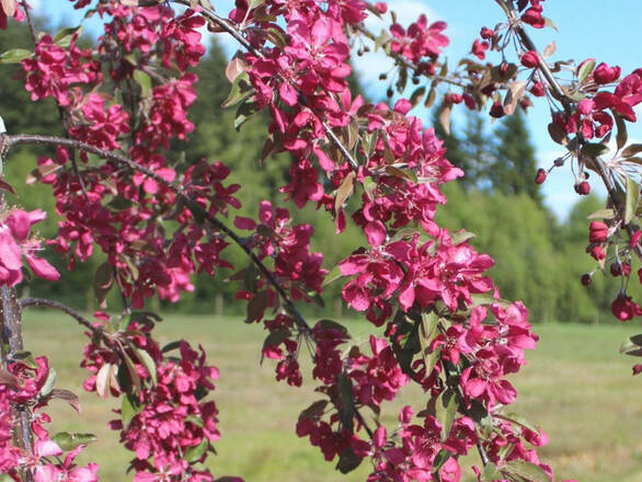  Jabłoń Ozdobna Pendula 'Malus' Royal Beauty - zdjęcie główne