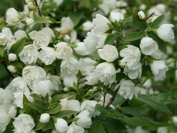 Jaśmin 'Jasminum' Bouquet Blanc - zdjęcie główne