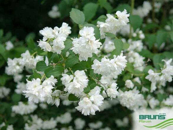  Jaśmin 'Jasminum'  Schneestrum - zdjęcie główne