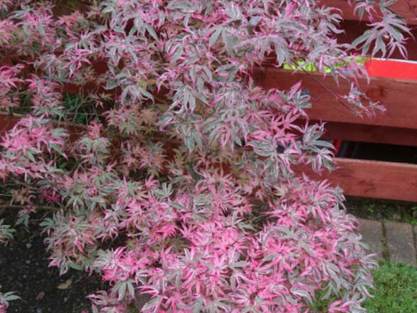  Klon Palmowy 'acer palmatum' Butterfly - zdjęcie główne