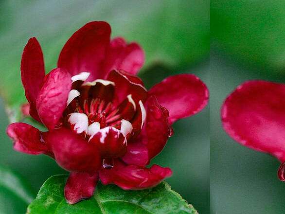  Kielichowiec 'calycanthus' Chiński - zdjęcie główne